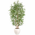 Planta Artificial de Ficus con Maceta, 180cm, Verde