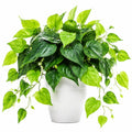 Planta de Interior Artificial en Maceta Blanca 30cm